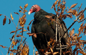 Eagle Turkey Jobspapa Credited