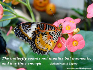 Best Quotes about Butterfly