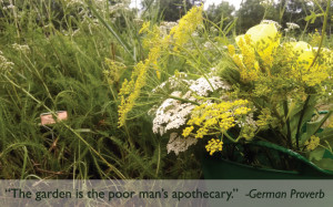 In this photo: Yarrow , Evening Primrose , Parsnip, Green Tub Trug ...