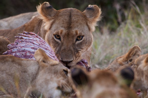 Lionness at Zebra Kill