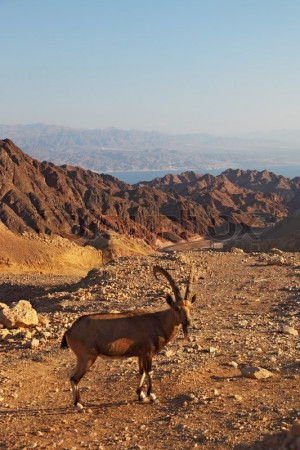 139519-wild-mountain-goat-in-picturesque-stone-desert-israel-mountains ...
