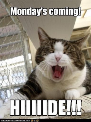 quotes hiding funny cat funny stuff funny animal mondays funny kitty ...