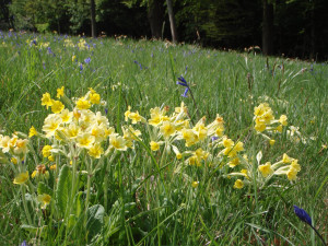 Cowslips warmth spring yellow sunshine