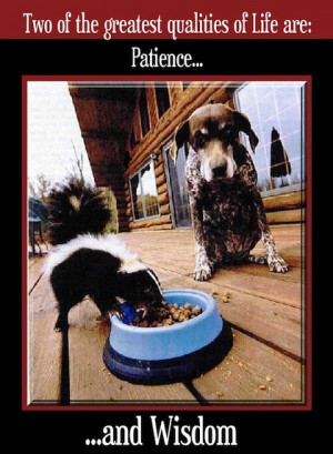 dog n skunk joke pic ROFL!! Funny Joke Pic!