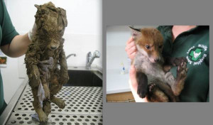 Before and After Baby fox was found fighting Funny Animal Picture