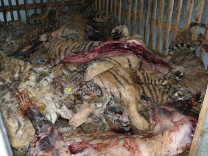 of dead tigers,used for tiger bone, wine, stockpile tiger bones, tiger ...