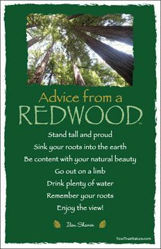 redwood more thoughts advice art postcards mothers nature redwood ...