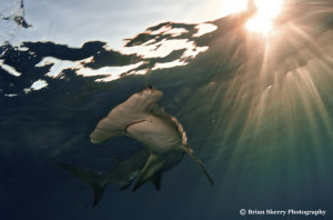 Brian Skerry Hammerhead