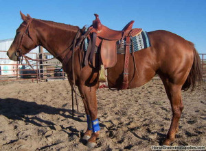 ... truth of history as in matters relating to the horse. -John H. Wallace