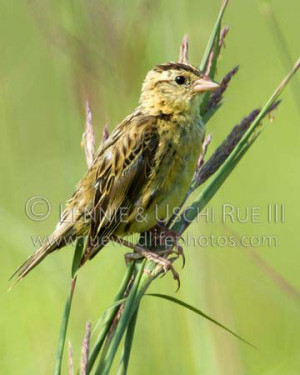 The female Bobolink is found in grassland areas