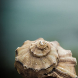 Seashell Photograph | Quote | Nature Macro Seashell Photography | Home ...