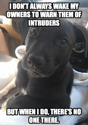 The Most Interesting Dog In The World funny image