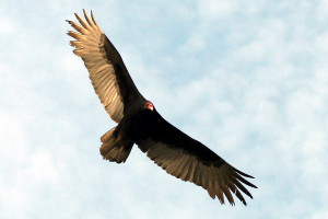 Talking Turkey (Vulture): Great Quotes about Vultures