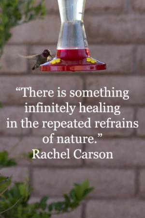 healing in the repeated refrains of nature. -- Rachel Carson ...