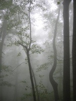 Death in the Neighborhood