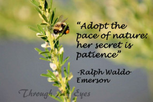 Bee Photography Quotes Sayings Nature 11x14 by ThroughMyEyesPics, $40 ...