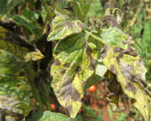 alternaria blight geranium a10