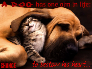 Funny Cats And Dogs With Sayings