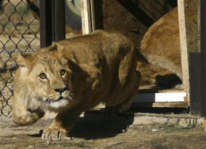 Rescued lions join African wildlife sanctuary