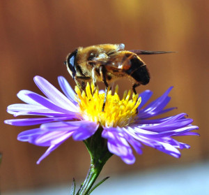 The Music In It: Adele Kenny's Poetry Blog