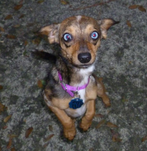 snoop dachshund totally looks like snoop dog funny look a likes