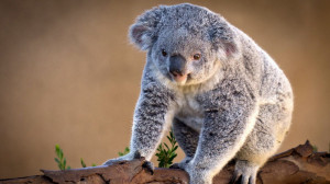 Koala-Bear-HD-Wallpaper