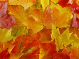 Beautiful Fall Foliage and Fall Quotes