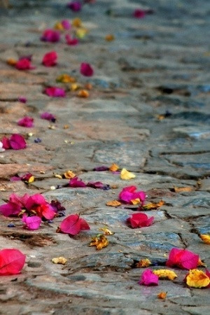 flowers strewn walk #flowershop