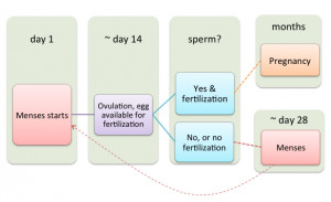 ... 20 and 22. Pregnancy is often detected after the first missed period