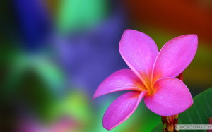 ... And Colorful Flowers Wallpapers For Computer For Wide Screen Laptops
