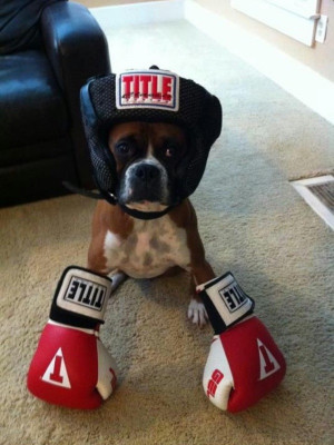 Boxing boxer puppy