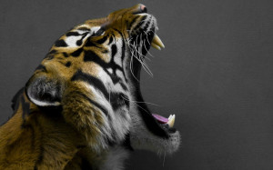 Desktop Exchange wallpaper » Animals pictures » Tiger wallpapers