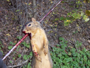 Biggest Squirrel You Ever Shot