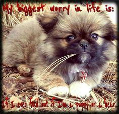 hi more quotes 3 puppy bears cute love quotes quote life quotes life ...