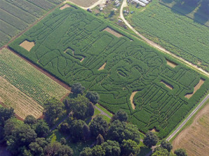 Corn Maze , Amazing Pictures