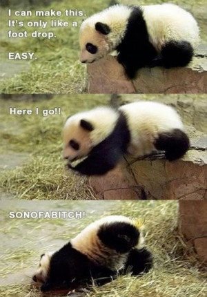 Funny Panda Quotes Cute panda bear quotes cute