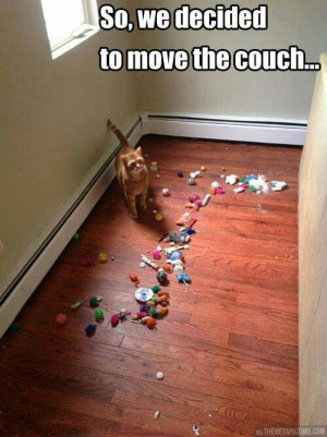 Kitten hid toys under the couch!