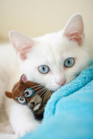 White kitty with blue eyes, darn, really missing my sidekick CASPURR ...