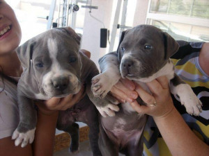 cachorros pitbull blue nose pitbull blue nose