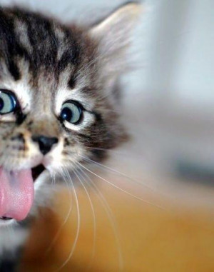 adorable, animals, cat, cute, kitten, tongue