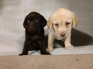 week old chocolate lab puppies