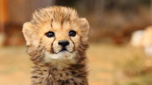 cheetahgirl5147 Baby Cheetah 2