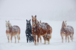 horses-in-snow2.jpg