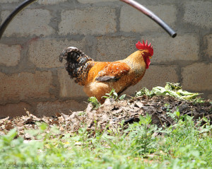 Scenarios Where Backyard Chickens Won't Work Photo by World Bank ...
