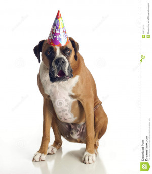 Boxer Dog Birthday