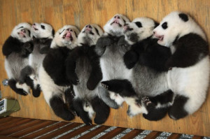 de pandas gigantes que vivem no Centro de Pesquisa de Pandas ...