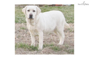 Related Pictures akc yellow lab puppies labrador retrievers in ...