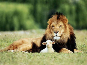 Lion showing Peace Towards Lamb | Lion and Lamb | Humanity in Animals