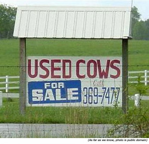 used cows for sale funny street signs and funny sales signs