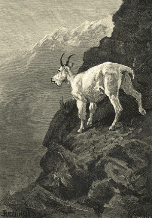 The White Goat at Home